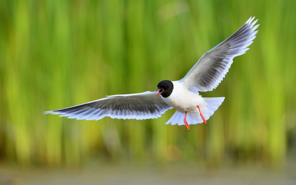 image of a little gull in flight