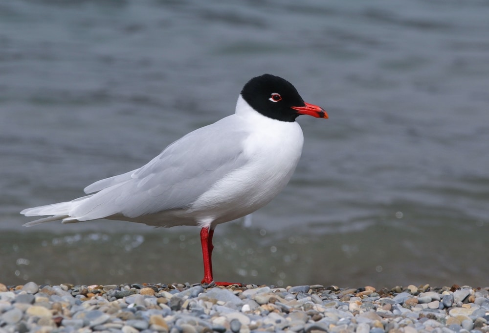 image of a Mediterranean gull by the sea