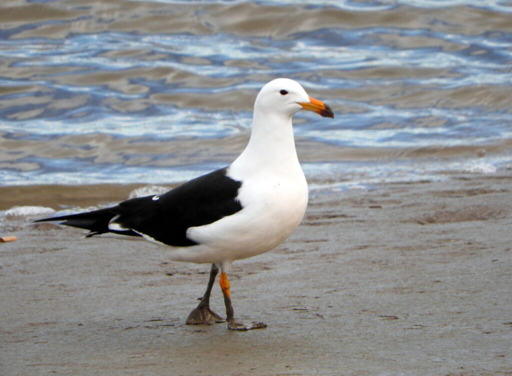 a Olrog's gull standing on the beach