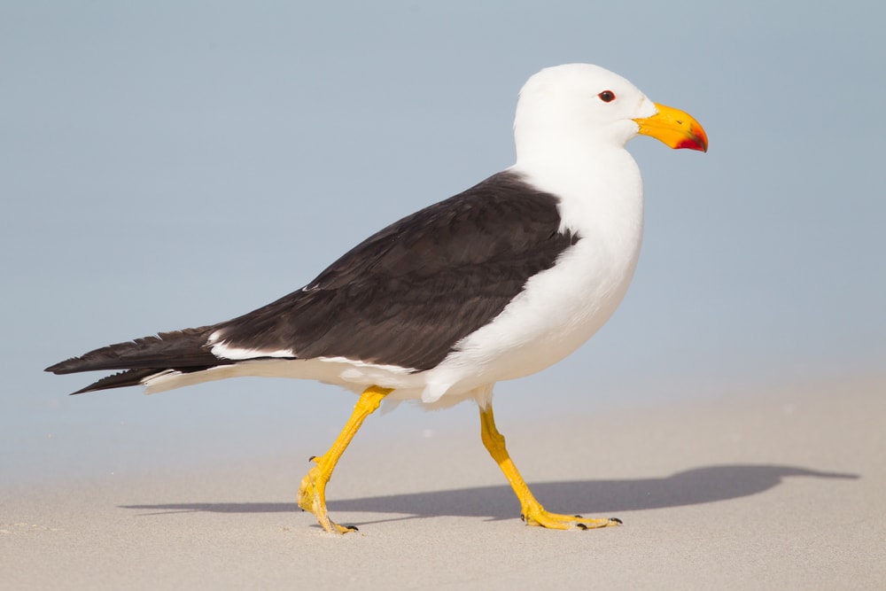 image of a Pacific gull walking on a beach