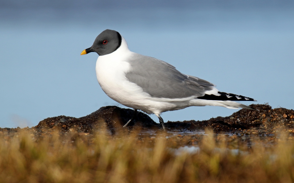 image of a Sabine's gull standing on wwet ground
