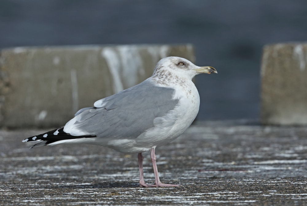 image of a vega gull standing on the road in Japan