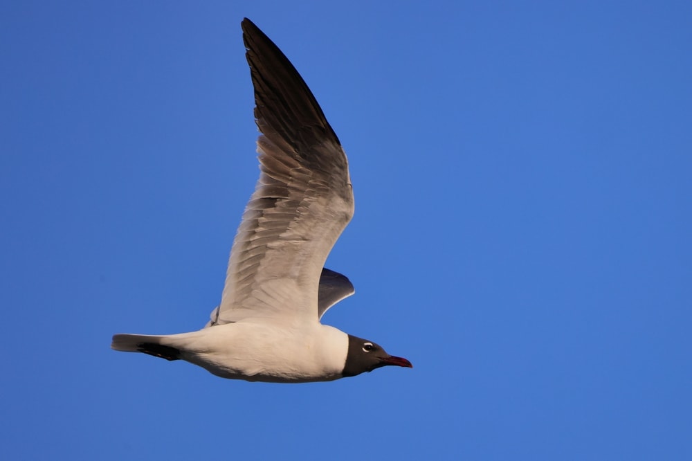 close up of a white-eyed gull in flight
