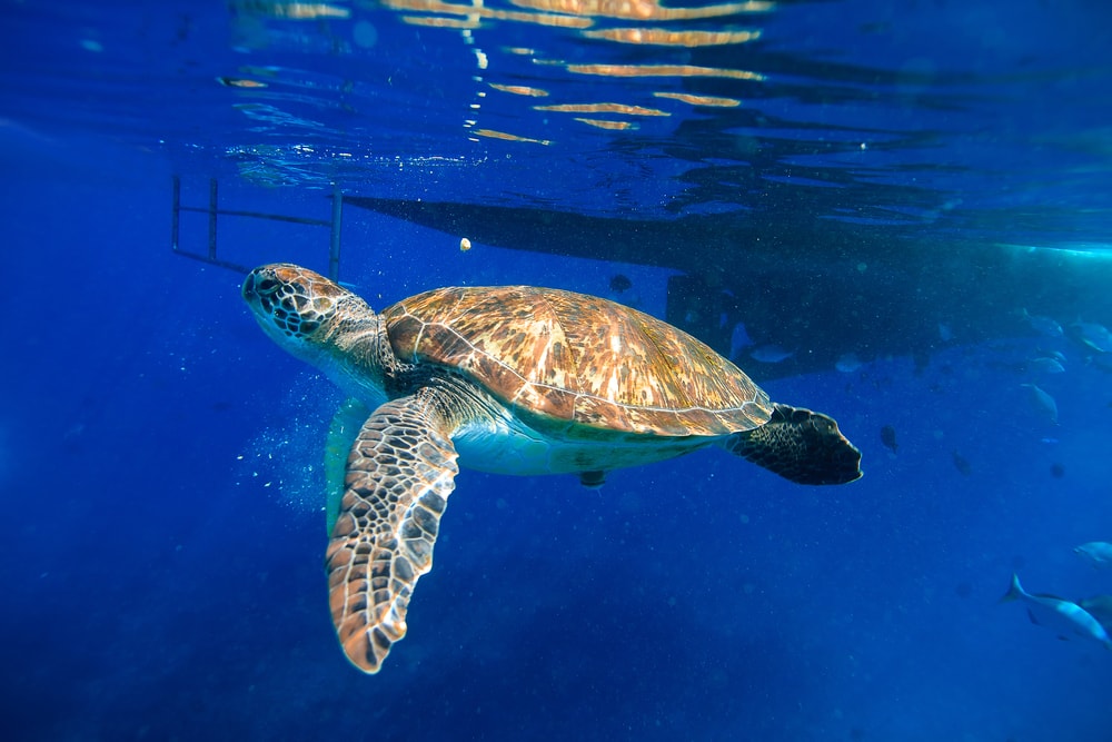 a green sea turtle swimming near a boat