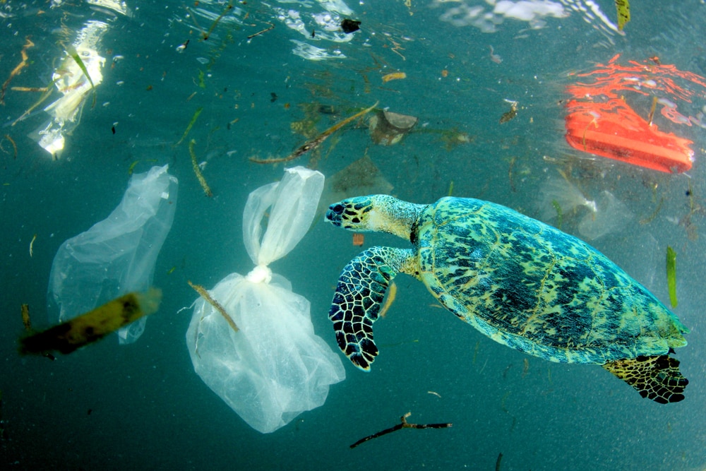 a sea turtle swimming with plastic rubbish in the ocean