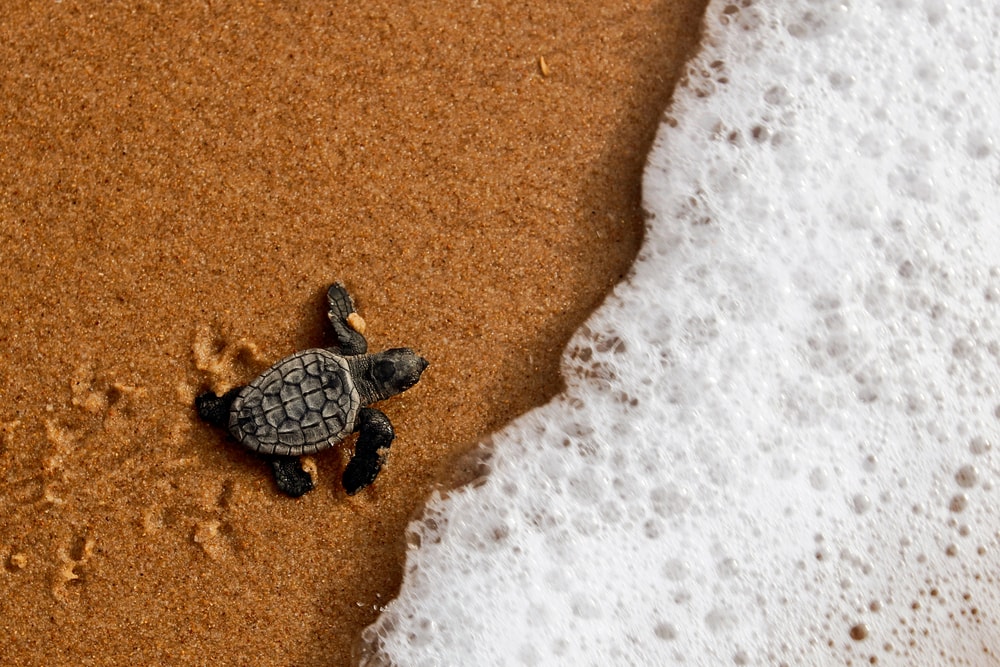 a newly hatched sea turtle going toward the sea