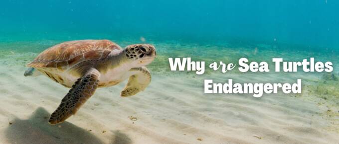 why are sea turtles endangered featured-Image