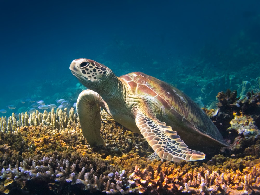 image of a green sea turtle on a stag horn coral 