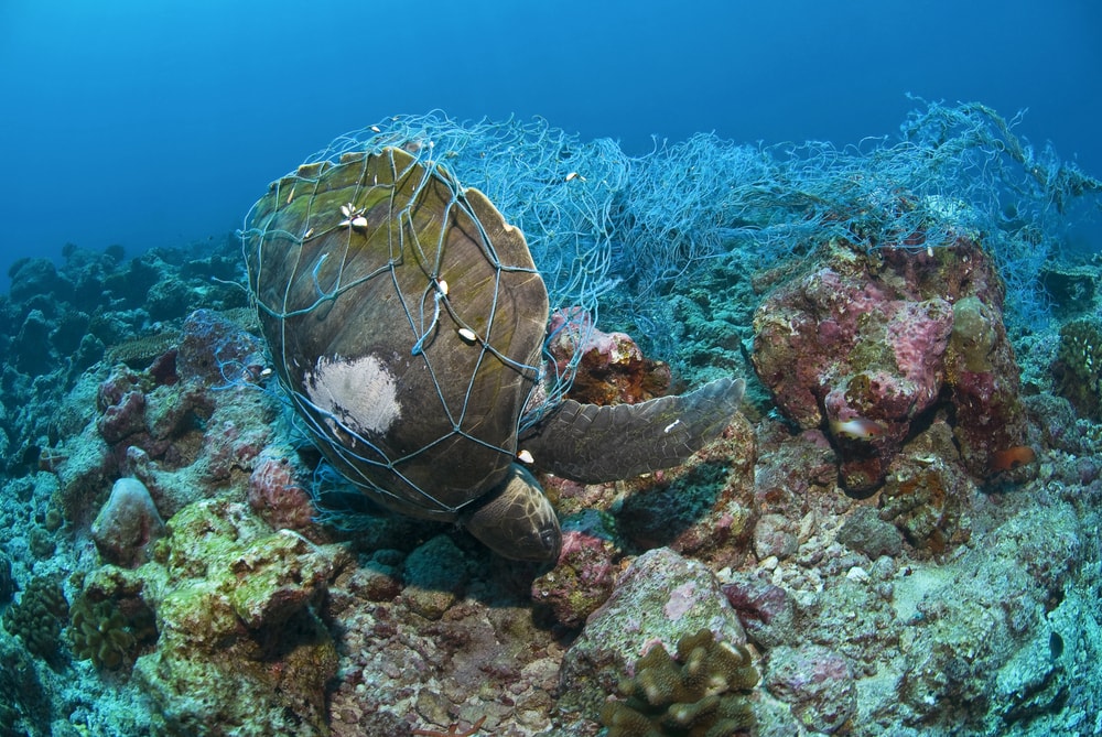Dead sea turtle strangled in a fishing net 