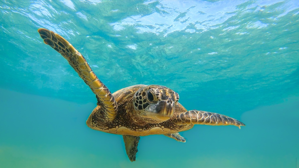 image of a green sea turtle underwater