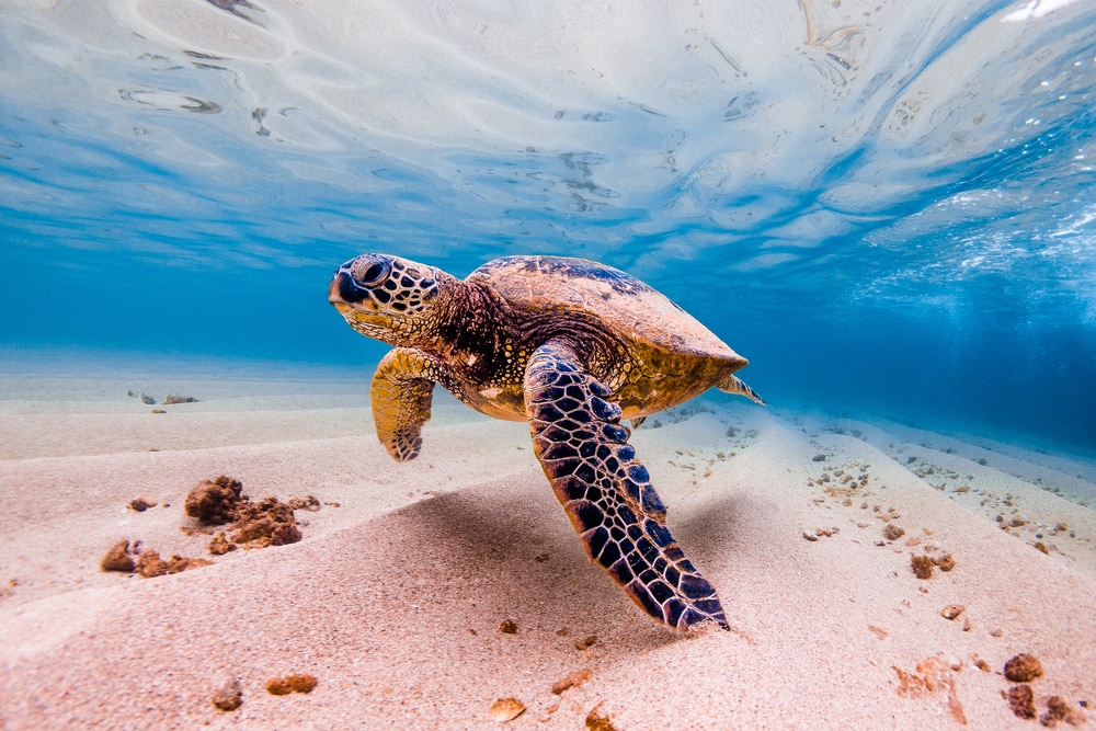 an endangered green sea turtle swimming on the ocean 