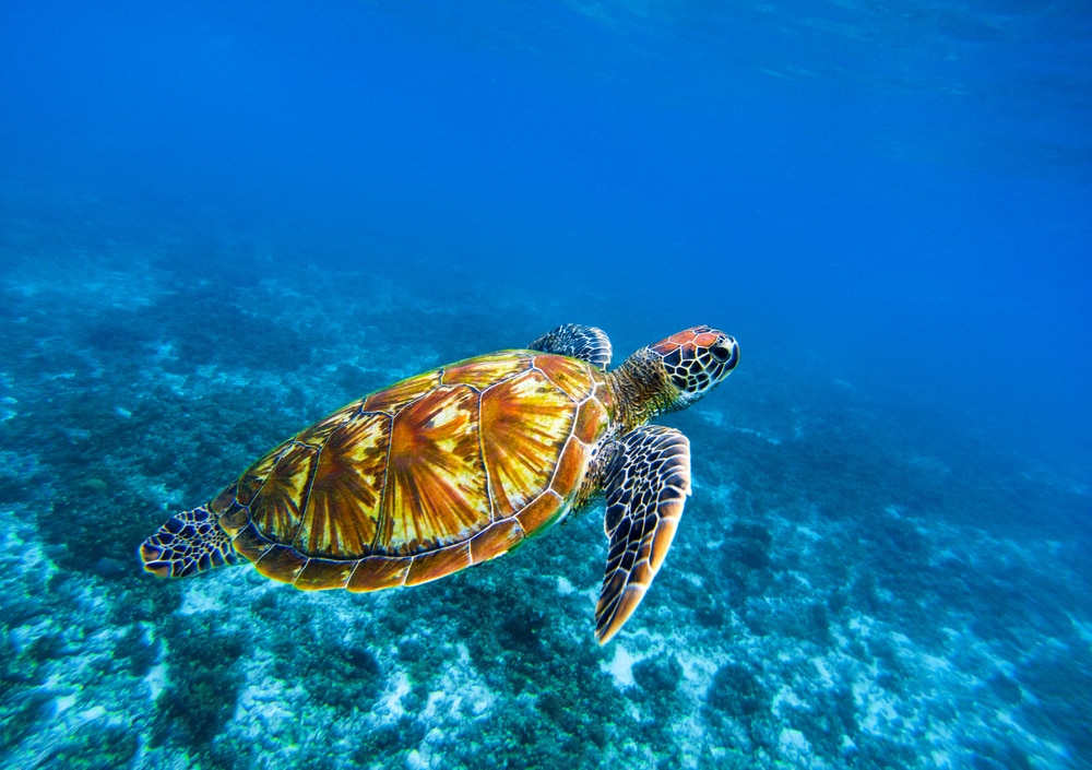 image of a hawksbill sea turtle underwater