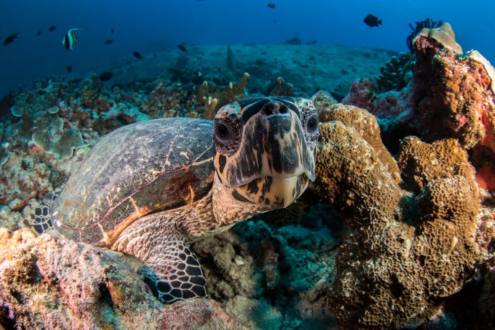 a hawksbill sea turtle looking at the camera underwater 
