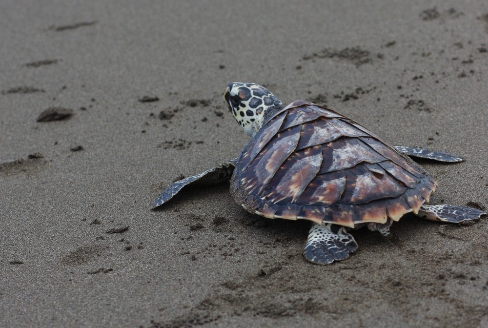 Kemp’s ridley sea turtle on the sand