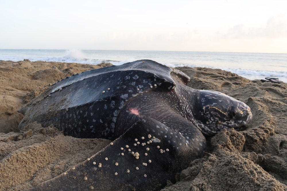 a leatherback sea turtle on a beach