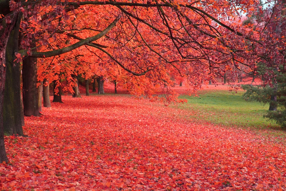 Maple trees with red leaves fallen on the ground