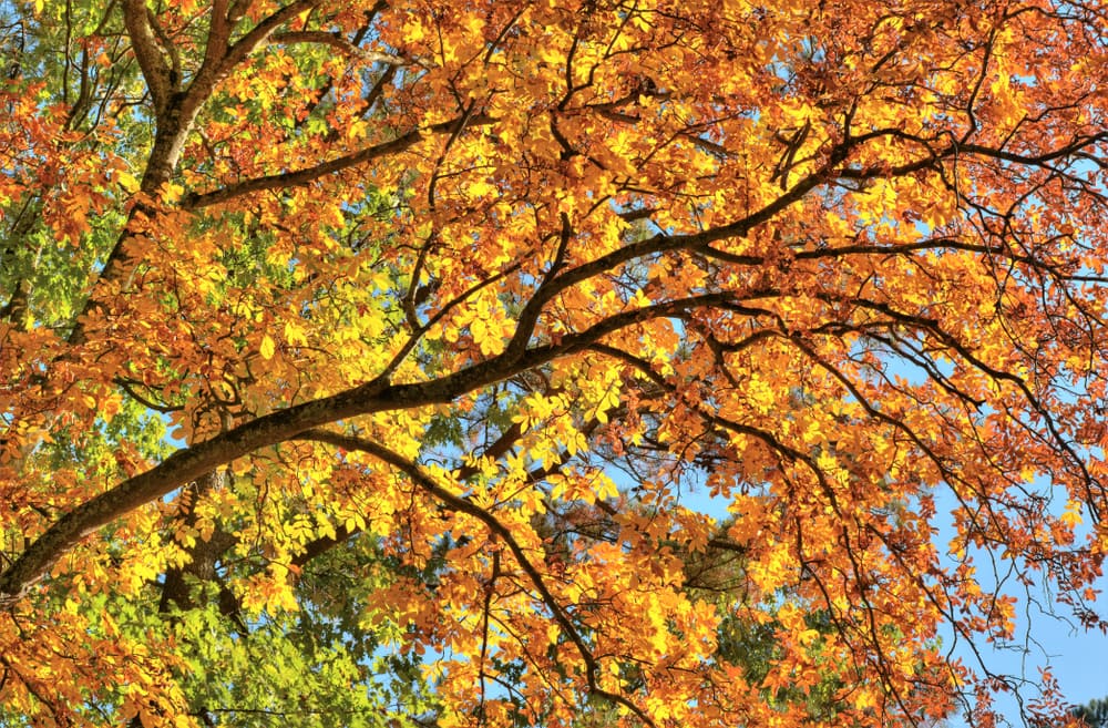 Hickory trees with branches of colorful leaves