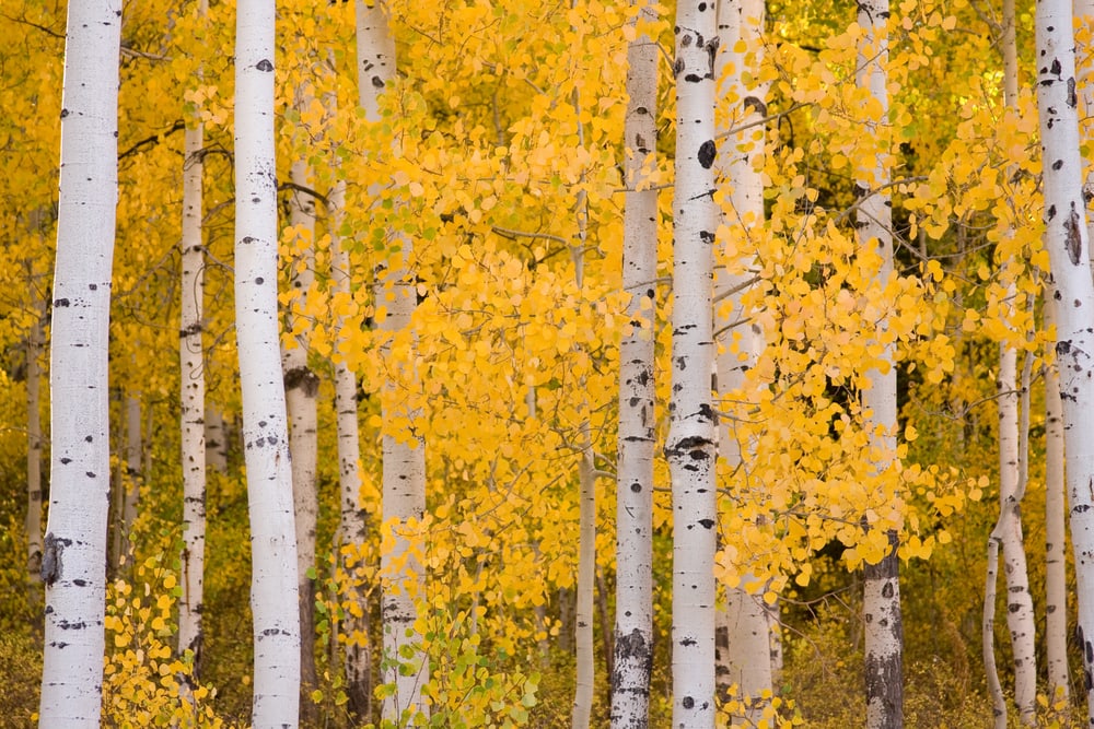 Aspen trees with different colors of leaves in it