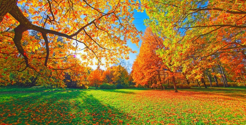 Trees with different colors of leaves falling in a field