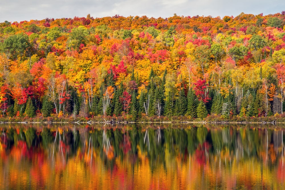 Trees with colorful leaves showing its reflection in a lake