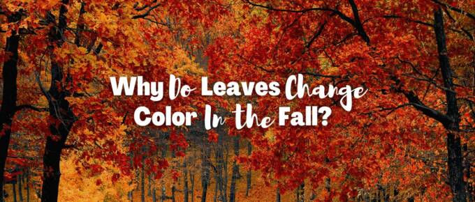 Why do leaves change color in the fall featured image