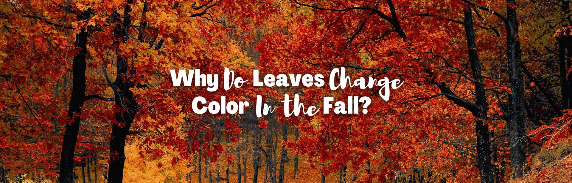 Why Do Leaves Change Color in the Fall? Exploring The Colorful Science of Fall Colors