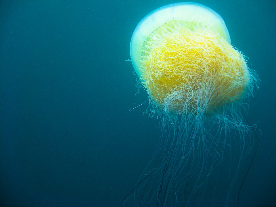 image of a Nomura jellyfish underwater