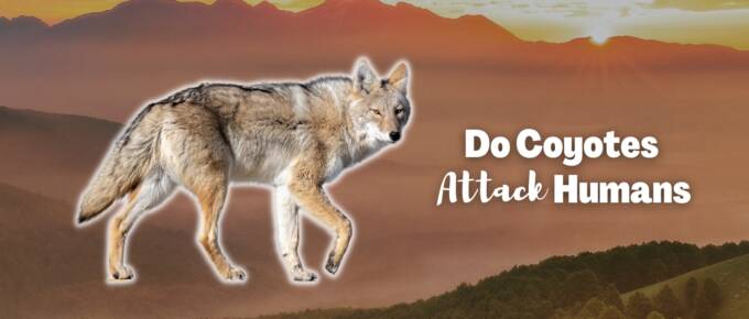 do coyotes attack human featured image