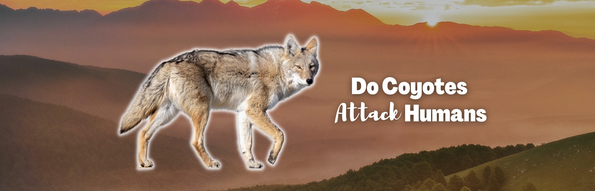 Do Coyotes Attack Humans? Exploring Our Relationship with Coytes & Tips for Coexisting Safely