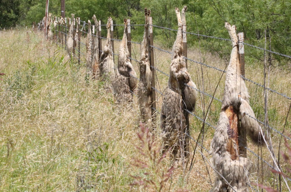 dead coyotes hanging on a fence