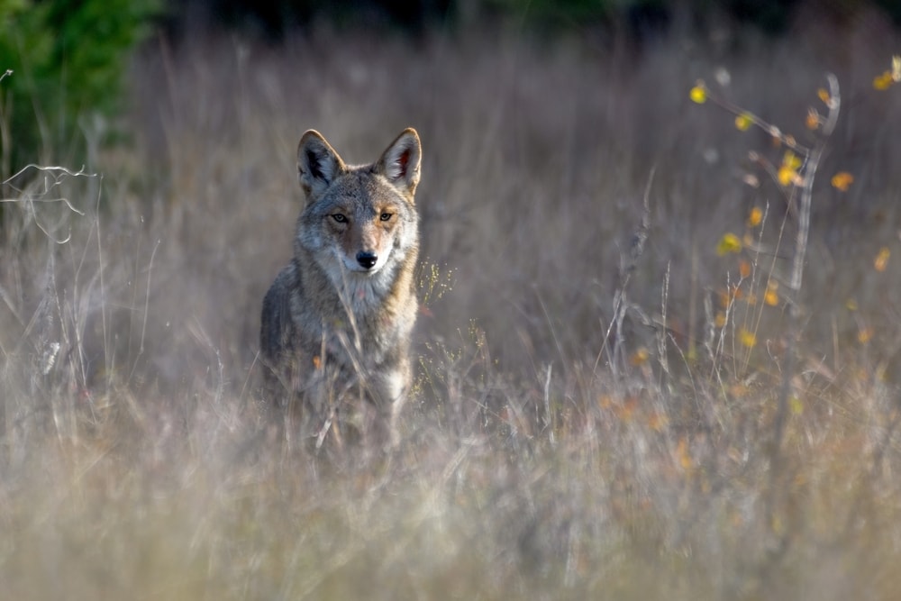 a coyote standing behind the grass in a meadow