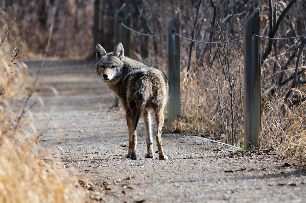 a coyote walking along a path