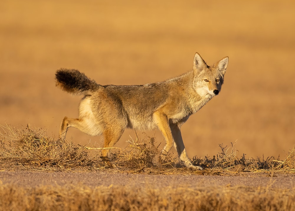 a coyote searching for food