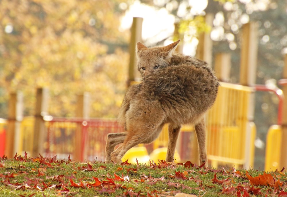 a coyote wandering in a school park