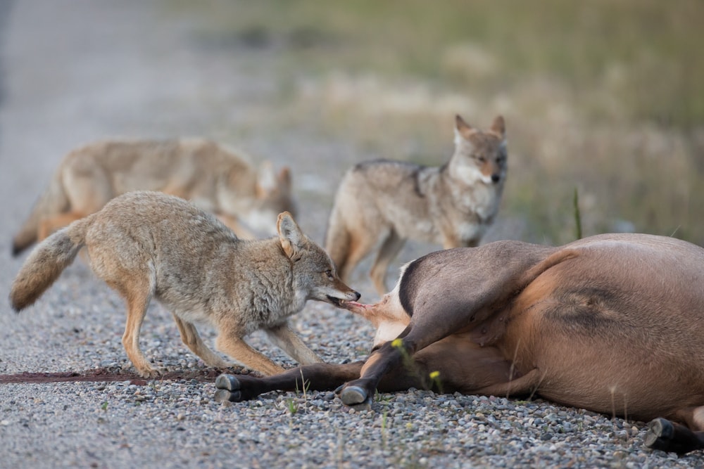 pack of coyotes eating a elk carcass