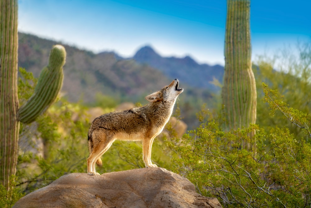 a coyote howling in the desert 