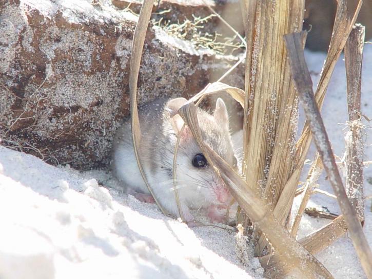 an Alabama beach mouse on the sand