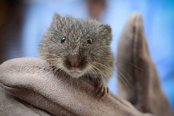 close up image of an Amargosa  vole held in hand