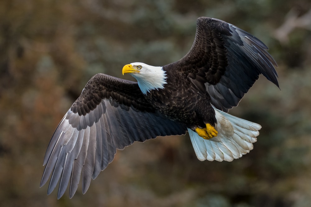 a bald eagle in flight