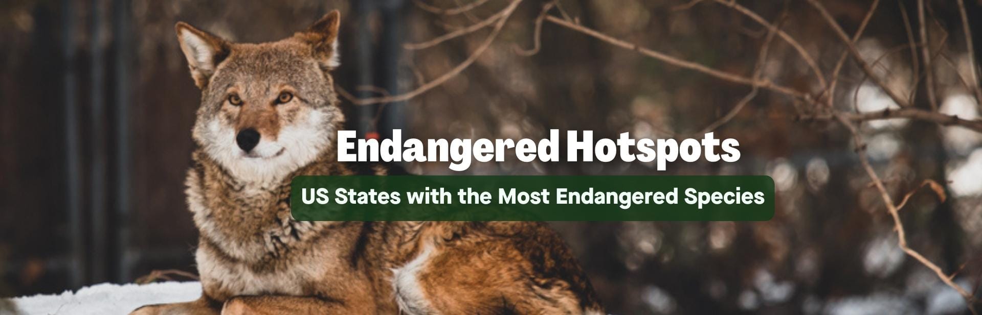 Endangered Hotspots: US States with the Most Endangered Species