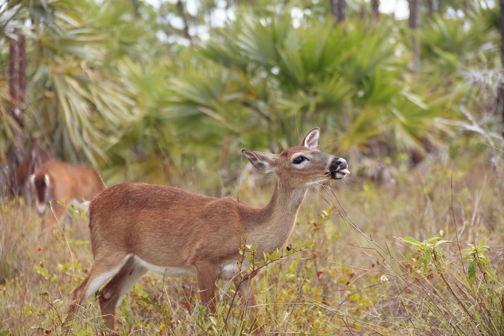 image of an endangered key deer grazing at National Key Deer Refuge Big Pine Key, Key West Florida