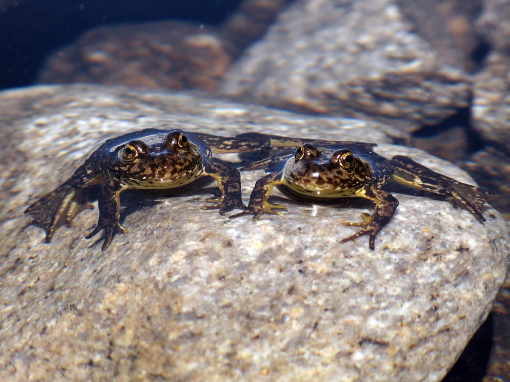 two endangered mountain yellow-legged frog on a rock
