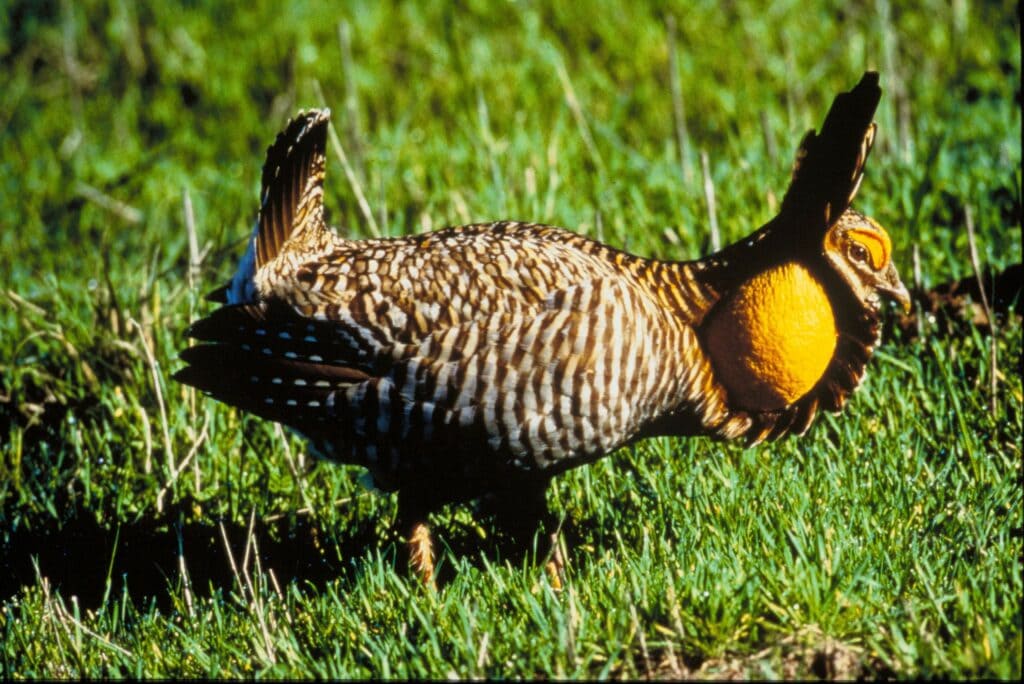 Attwater’s greater prairie-chicken on the grass