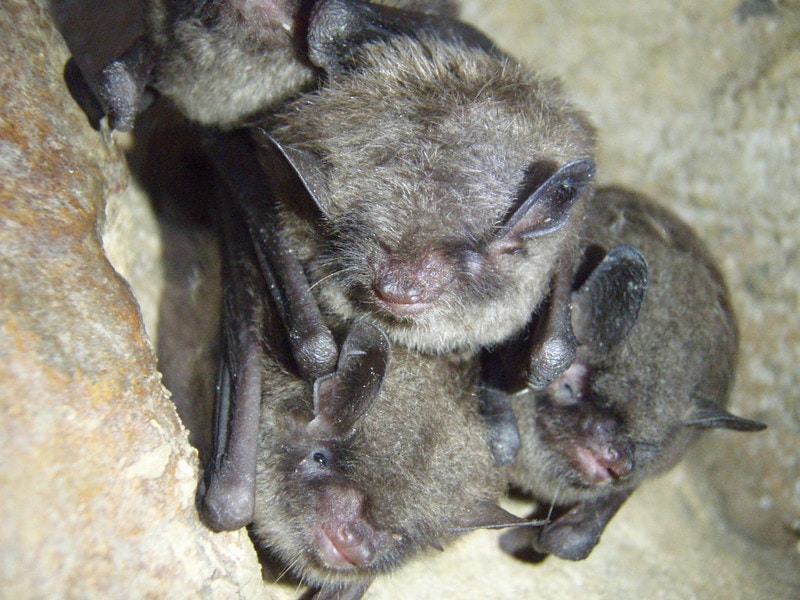group of endangered Indiana bats in cave
