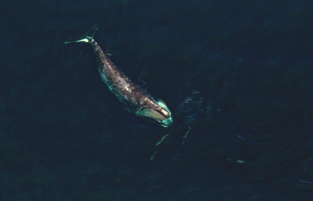 aerial view of an North Atlantic right whale