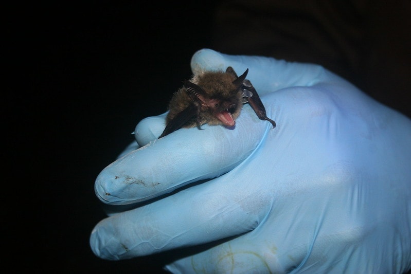 a biologist holding a rare  northern long-eared bat
