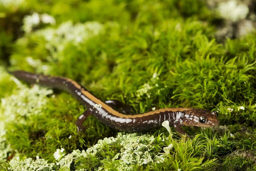 image of Shenandoah salamander on a moss
