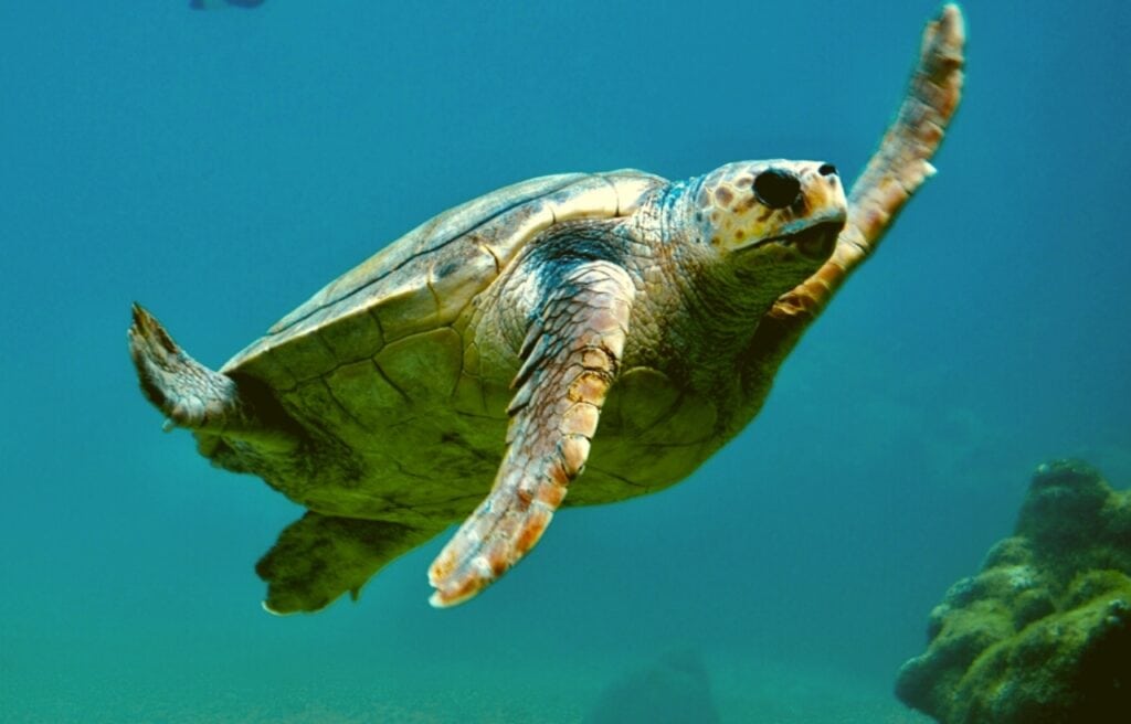an endangered Kemp's ridley sea turtle underwater