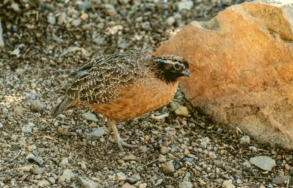 image of an endangered masked bobwhite quail