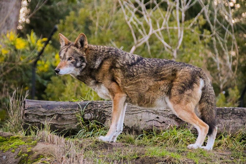 a lone red wolf on a forest